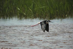 Stilt, Black-necked, 2005-06011125 Bear River MBR, UT